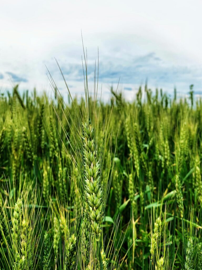 Vibrant wheat field growing under a blue sky in Romania's countryside.